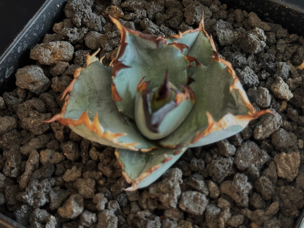 アガベ チタノタブルー　特選株 特選株】アガベ チタノタ ブルー agave titanota Blue No.1 | m