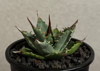 アガベ ハイブリッド・甲蟹×妖炎 (小株/実生)-002｜Agave hybrid isthmensis × utahensis var. eborispina
