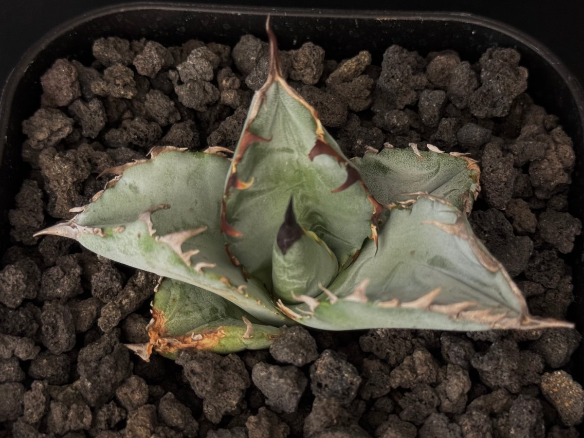 【子株】 agave titanota beast アガベ チタノタ ビースト 9. アガベ チタノタ ビースト Agave Titanota “beast”（アガベ