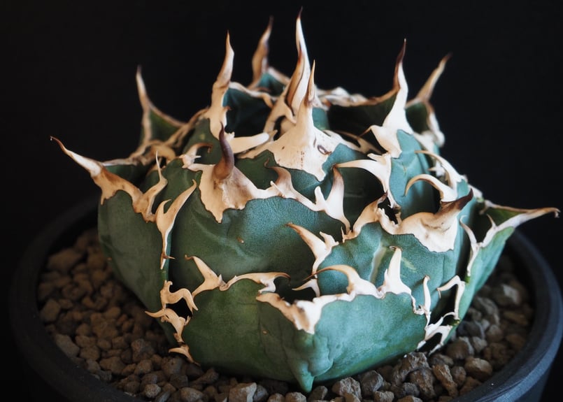アガベ・チタノタ白鯨(ボールタイプ)中-070|agave titanota アガベ・チタノタ白鯨(ボールタイプ)中-070|agave titanota