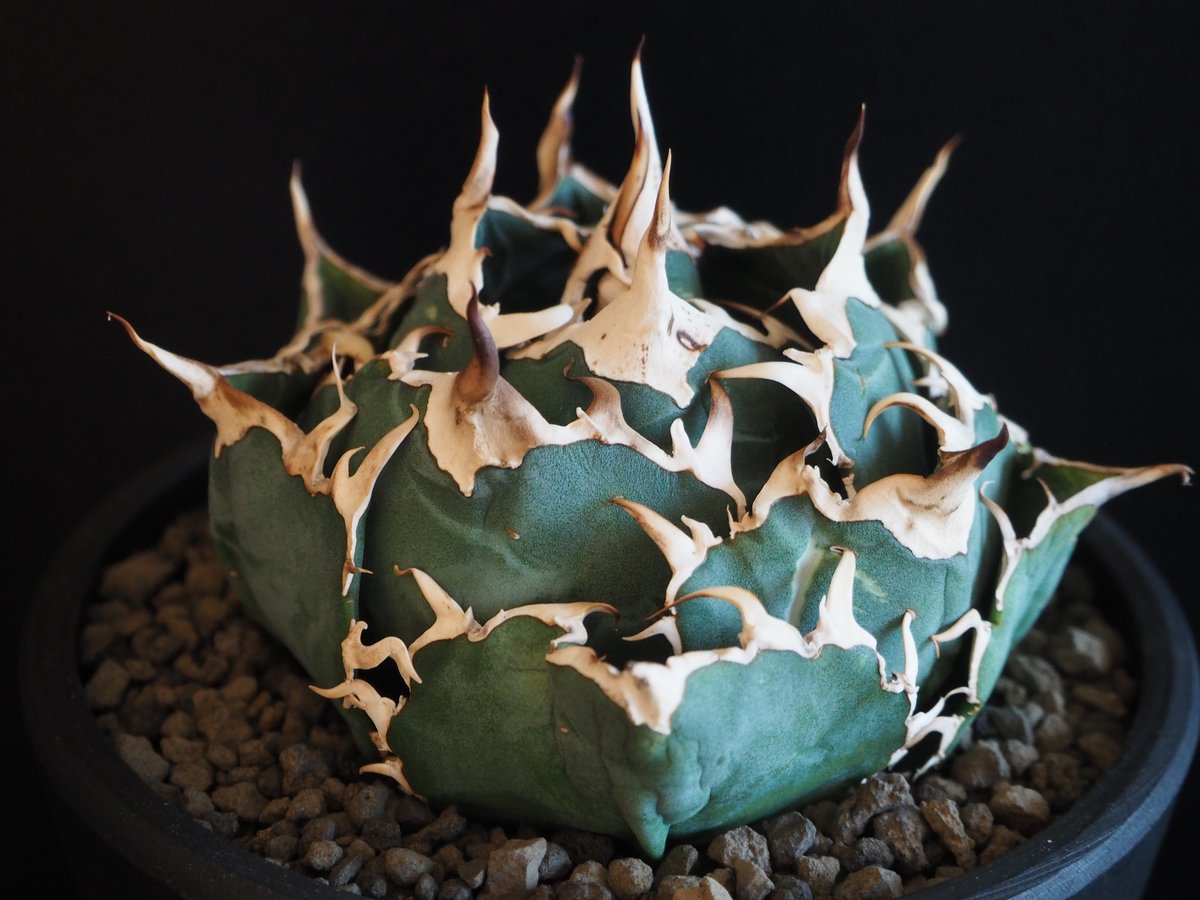 アガベ・チタノタ白鯨(ボールタイプ)中-070|agave titanota アガベ・チタノタ白鯨(ボールタイプ)中-070|agave titanota