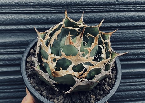 アガベ・チタノタ　烈焔（ボールタイプ）中-007｜agave titanota flame