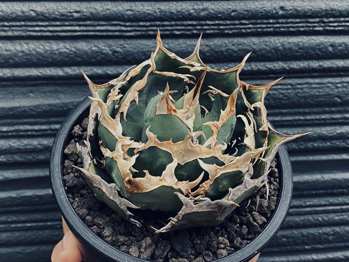 アガベ　チタノタ　烈焔　親株　発根済 アガベ・チタノタ 烈焔（ボールタイプ）特大-027｜agave