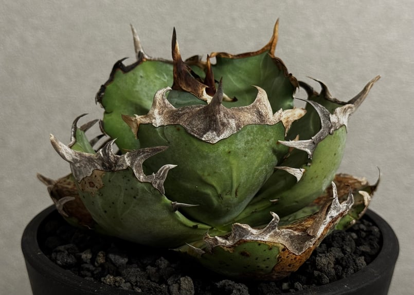 アガベ　チタノタ　オテロイ　阿修羅　コンパクト　極上株　2 アガベ・チタノタ 阿修羅-021｜Agave titanota ashura | Plus_P