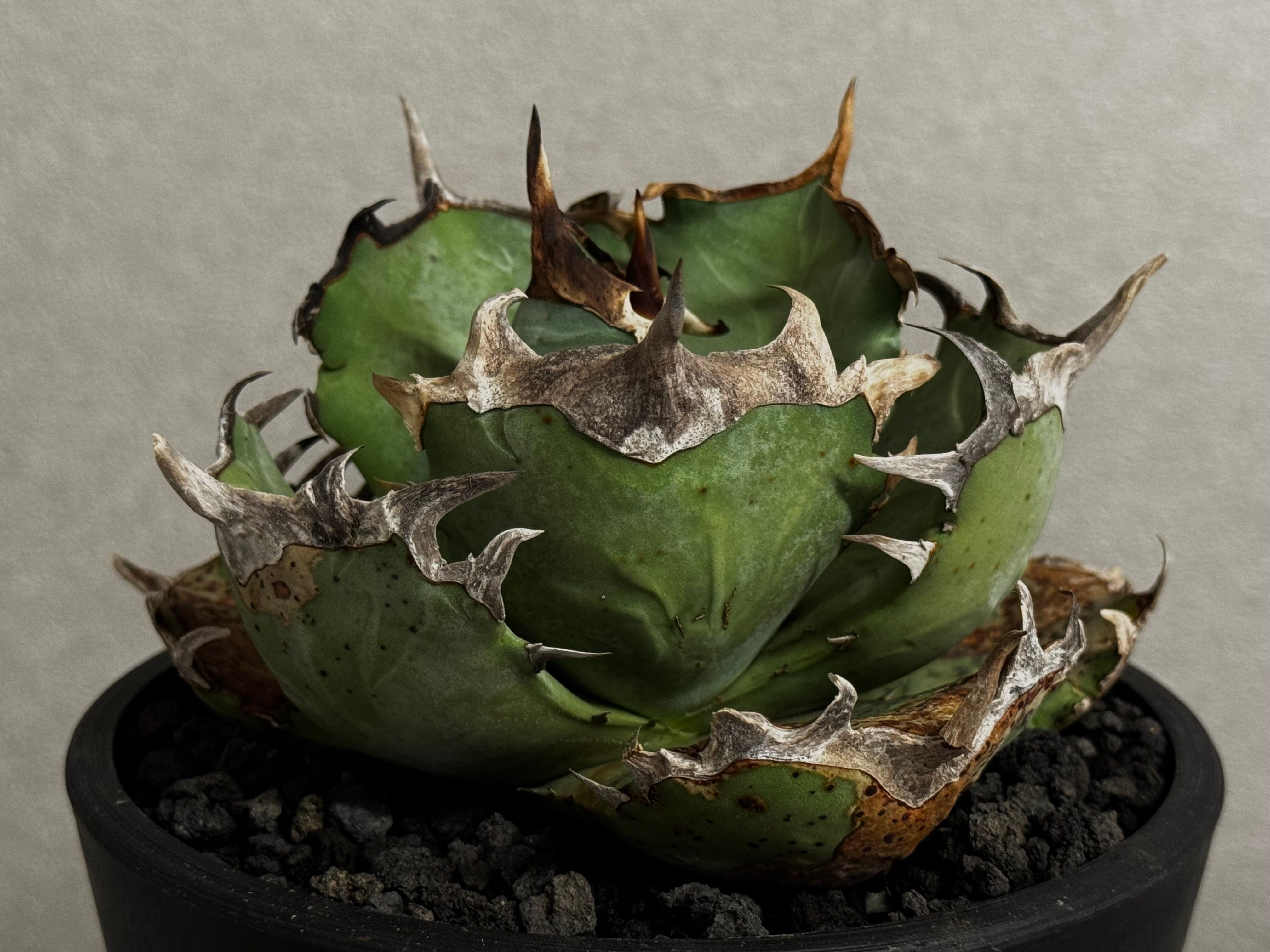 アガベ　チタノタ　オテロイ　阿修羅　コンパクト　極上株　2 アガベ・チタノタ 阿修羅-021｜Agave titanota ashura | Plus_P