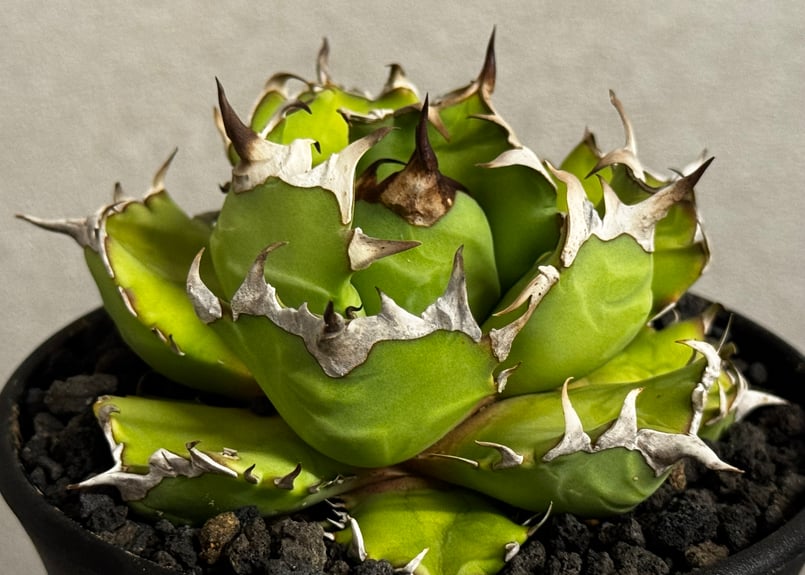 アガベ・チタノタ 姫厳竜(厳選)-099｜agave titanota dwarf | Plu