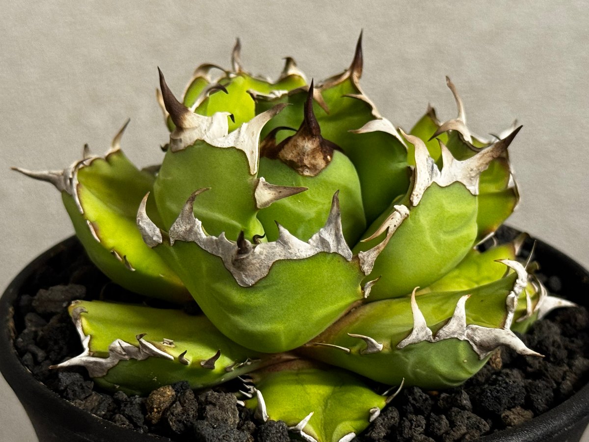 アガベ・チタノタ 姫厳竜(厳選)-099｜agave titanota dwarf | Plu