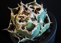 アガベ・チタノタ CJ-Special（芽）-007｜agave titanota CJ-Sp