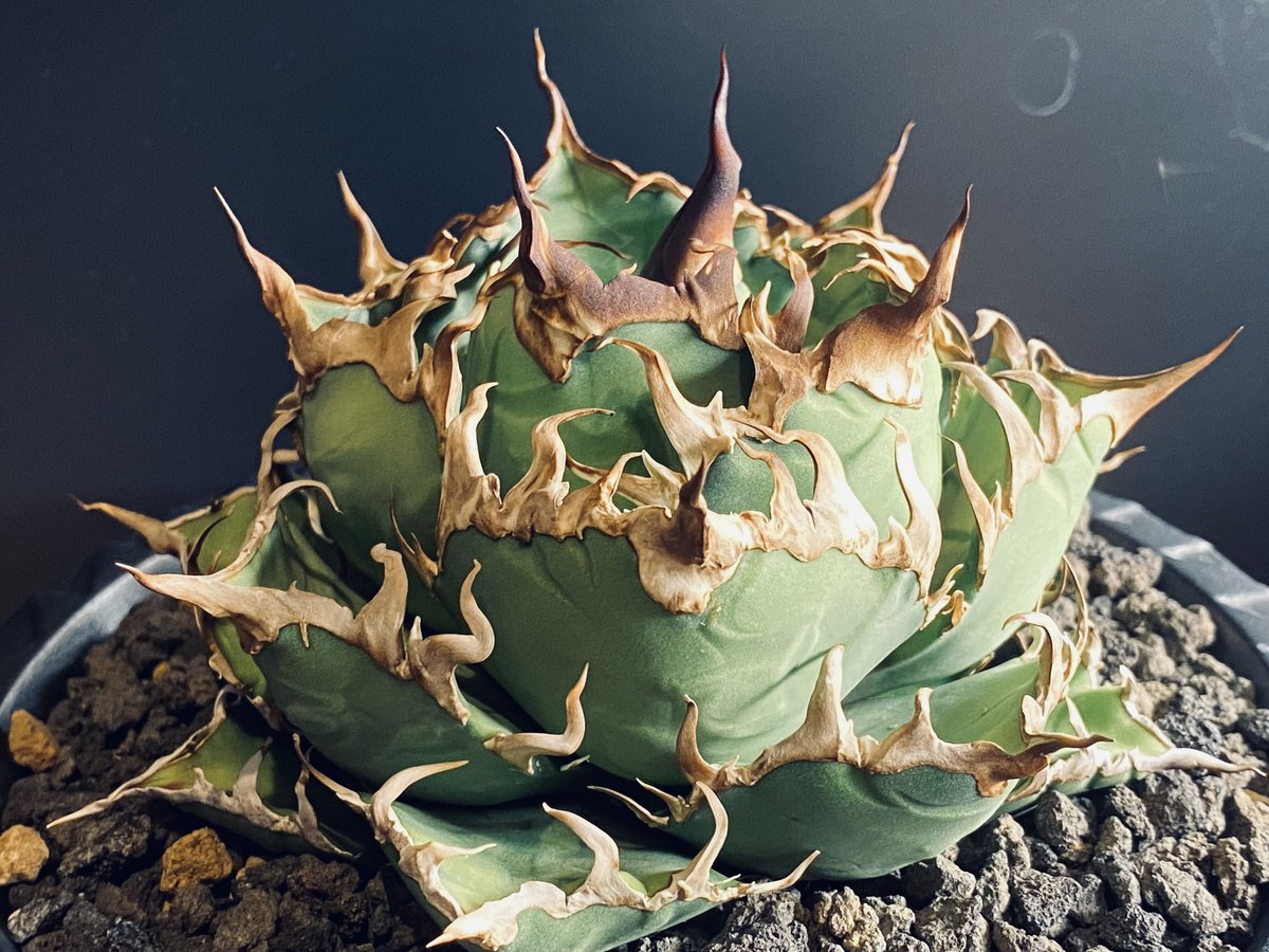 AGAVE TITANOTA CAESAR アガベチタノタシーザー　lize株