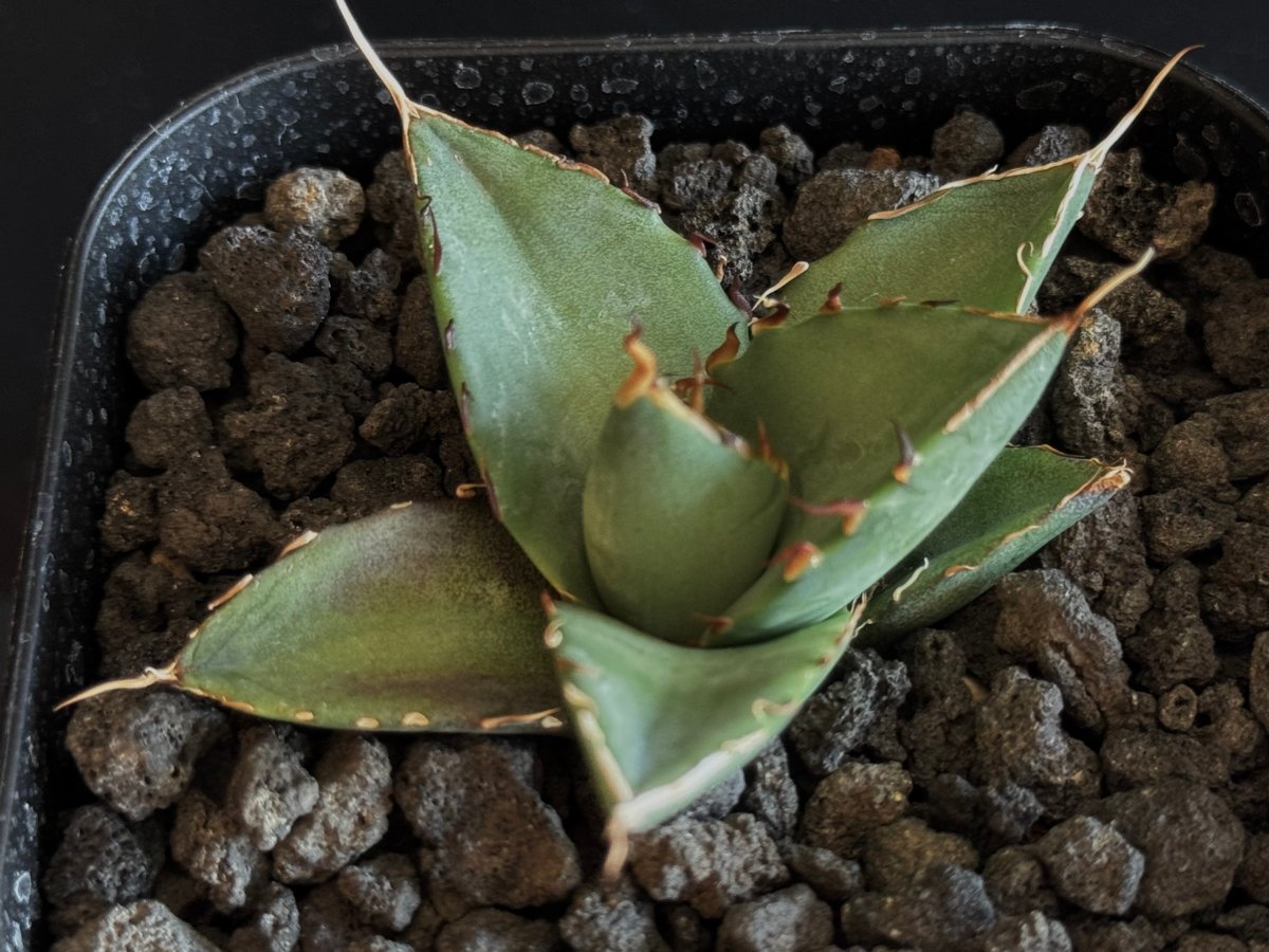 アガベ・チタノタ ハデス (黒帝斯) 芽-037｜agave titanota hades |