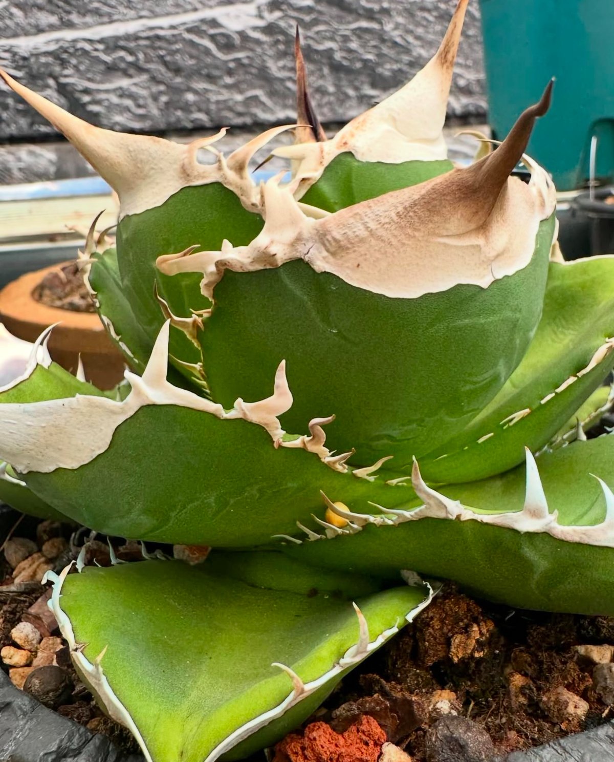 アガベ・チタノタ 中国大白鯊(芽)-001|agave titanota アガベ・チタノタ 中国大白鯊(芽)-001|agave titanota