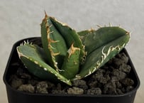 アガベ・チタノタ 蚩尤（芽）-010｜agave titanota chiyou