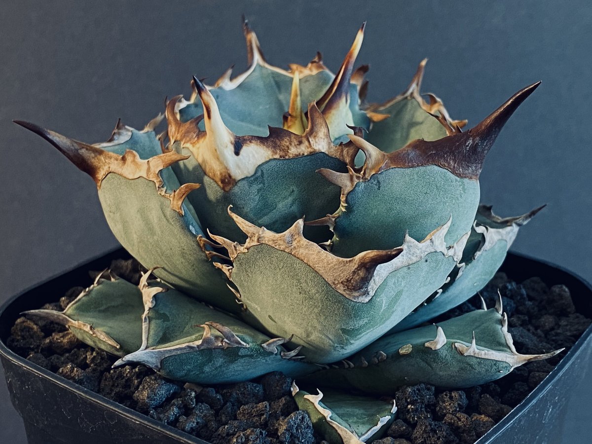 アガベ チタノタ　阿修羅　大株　親株 アガベ・チタノタ 阿修羅-008｜Agave titanota ashura | Plus_P