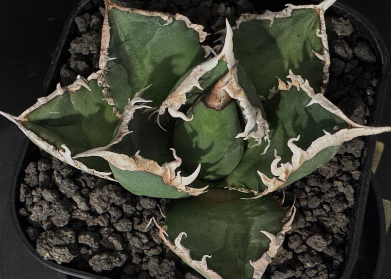 ◇厳選◇アガベ・チタノタ 狼人(小株)-036|agave titanota ◇厳選◇アガベ・チタノタ 狼人(小株)-036|agave titanota