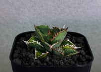 アガベ・チタノタ 落雪（芽）-004｜agave titanota falling snow