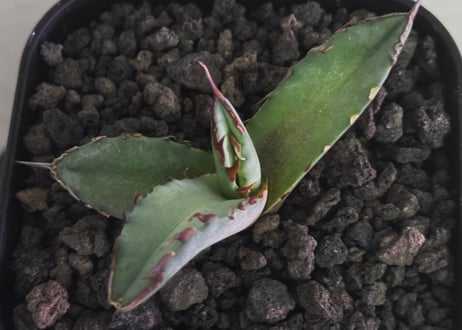 アガベ・チタノタ　阿修羅(芽)-018｜Agave titanota ashura