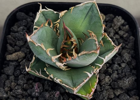 アガベ・チタノタ LQH_領主（芽）-003｜agave titanota lord