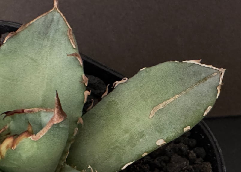 アガベ・チタノタ 阿修羅(芽)-015|Agave titanota ashura | Plu アガベ・チタノタ 阿修羅(芽)-015|Agave titanota ashura | Plu