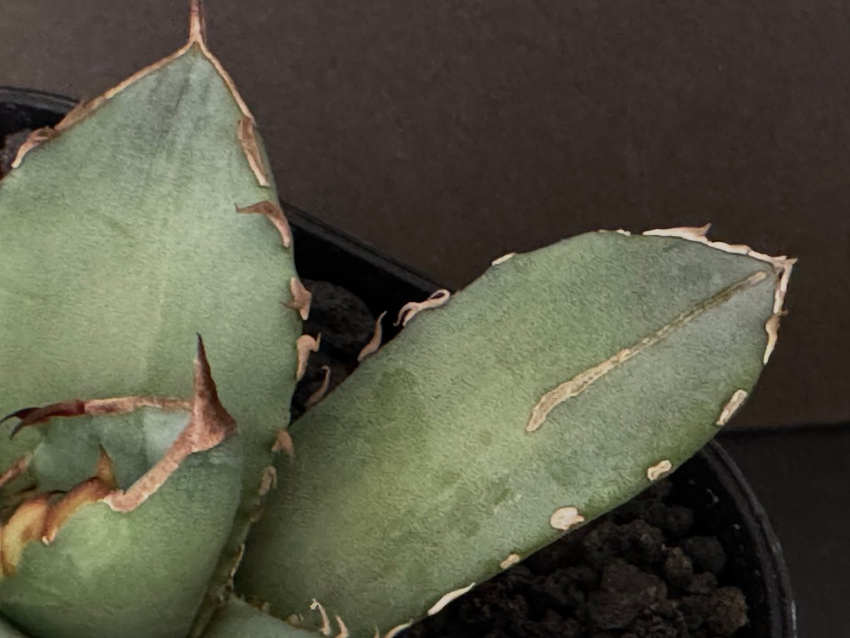 アガベ・チタノタ 阿修羅(芽)-015｜Agave titanota ashura | Plu