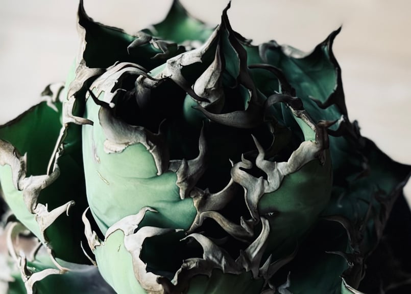 特選株】アガベ・チタノタ シーザー(芽)-045|agave titanota 特選株】アガベ・チタノタ シーザー(芽)-045|agave titanota