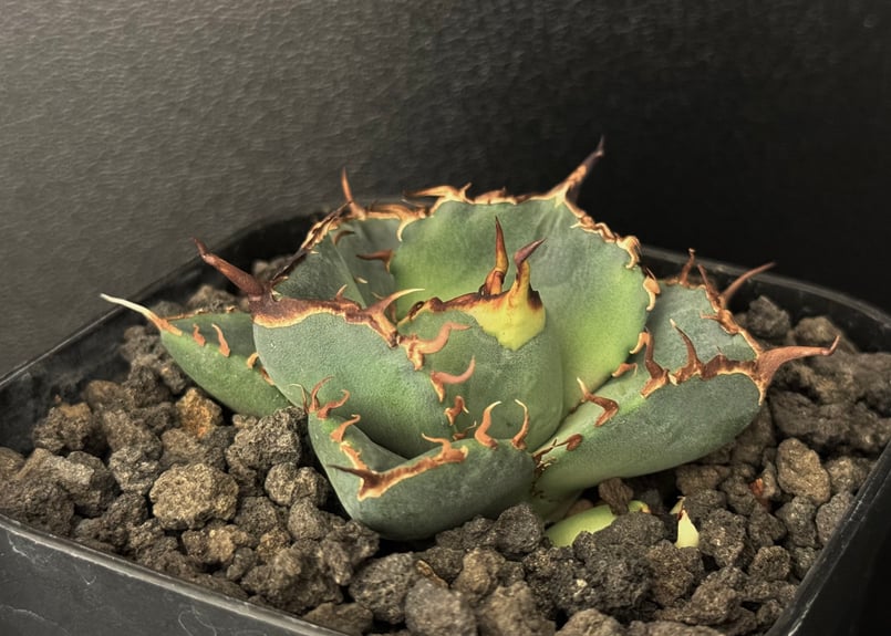 星空　龍球会産　子株　発根済 星空 龍球会産 子株 発根済 星空 龍球会産 子株 発