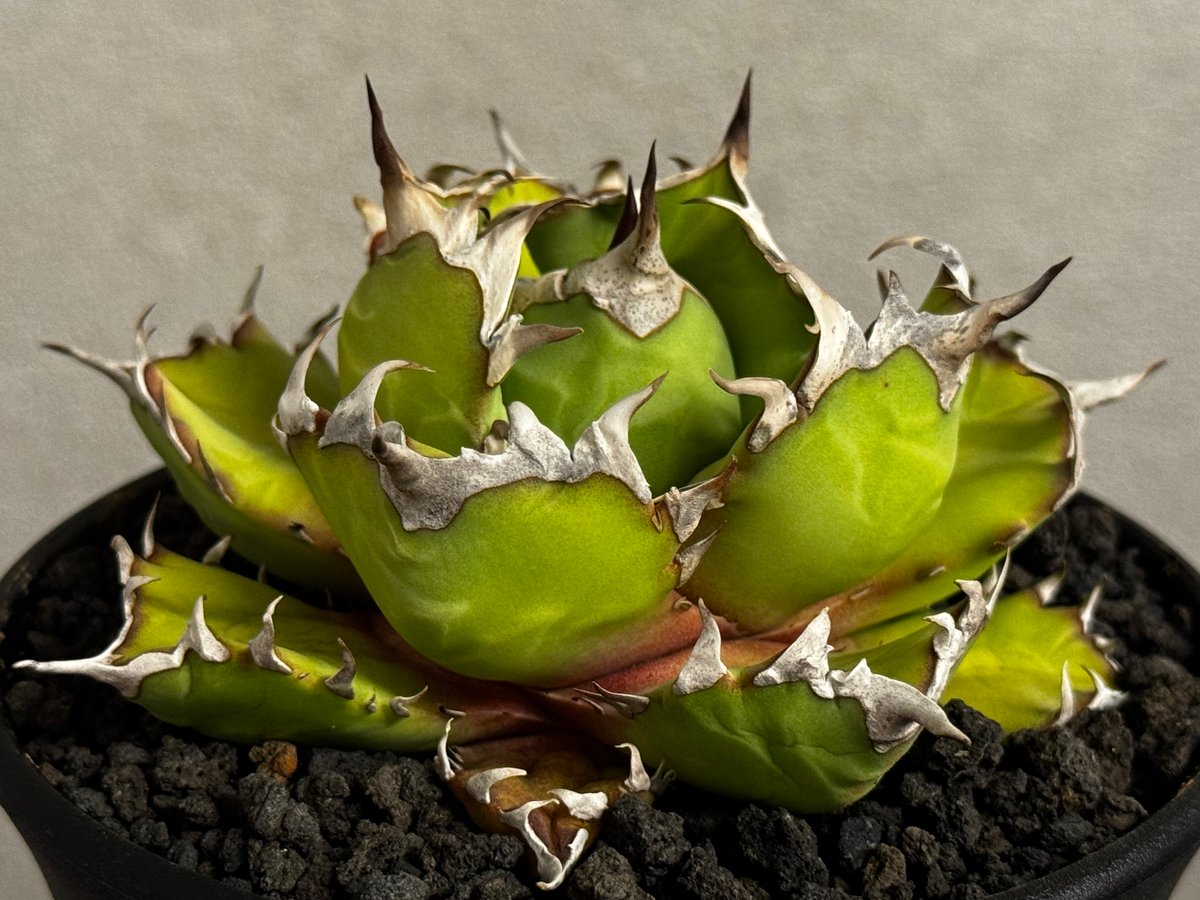 アガベ チタノタ 姫厳竜 アガベ・チタノタ 姫厳竜(厳選)-098｜agave titanota dwarf | Plu