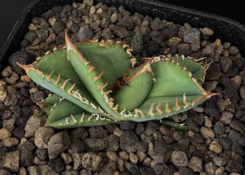 アガベ・チタノタ 皇冠(台湾Lize産)-006|agave titanota Crown | アガベ・チタノタ 皇冠(台湾Lize産)-006|agave titanota Crown |