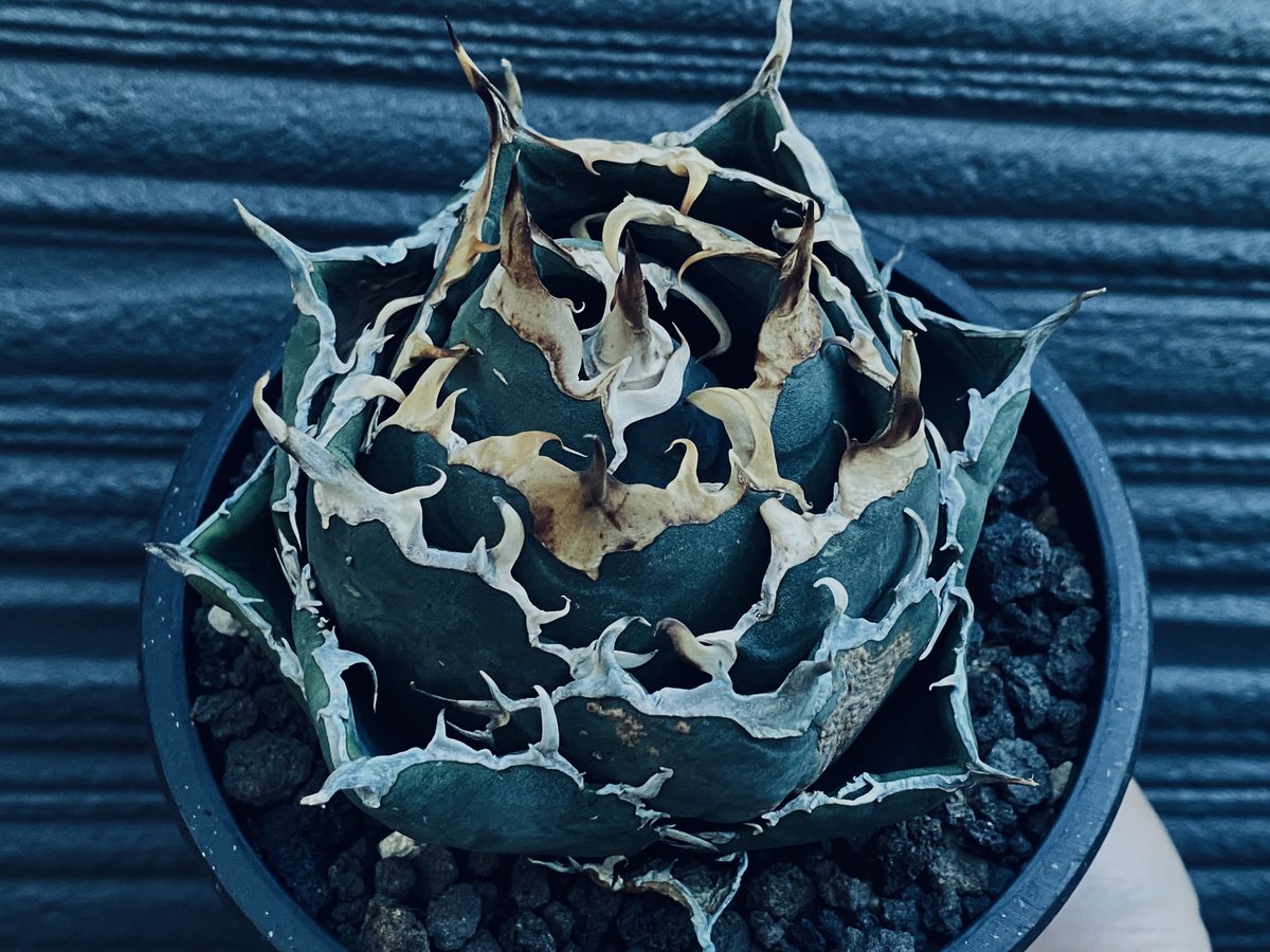 アガベ・チタノタ白鯨(ボールタイプ)中-019|agave titanota white wh...
