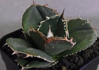 アガベ・チタノタ 蚩尤（芽）-001｜agave titanota chiyou | Plus