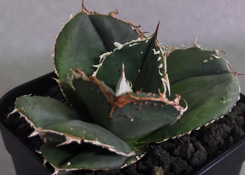 アガベ・チタノタ 蚩尤（芽）-008｜agave titanota chiyou | Plus