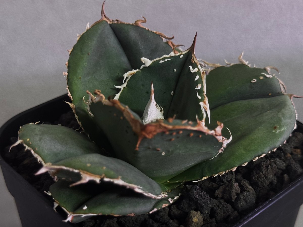 アガベ　チタノタ　蚩尤 アガベ・チタノタ 蚩尤（芽）-003｜agave titanota chiyou | Plus