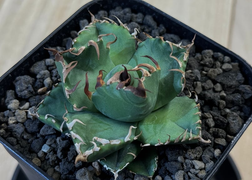 アガベ・チタノタ 魔丸(芽)-028|agave titanota imps | Plus_P アガベ・チタノタ 魔丸(芽)-028|agave titanota imps | Plus_P
