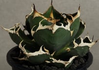 アガベ・チタノタ 羽毛(小)-002｜agave titanota feather | Plu