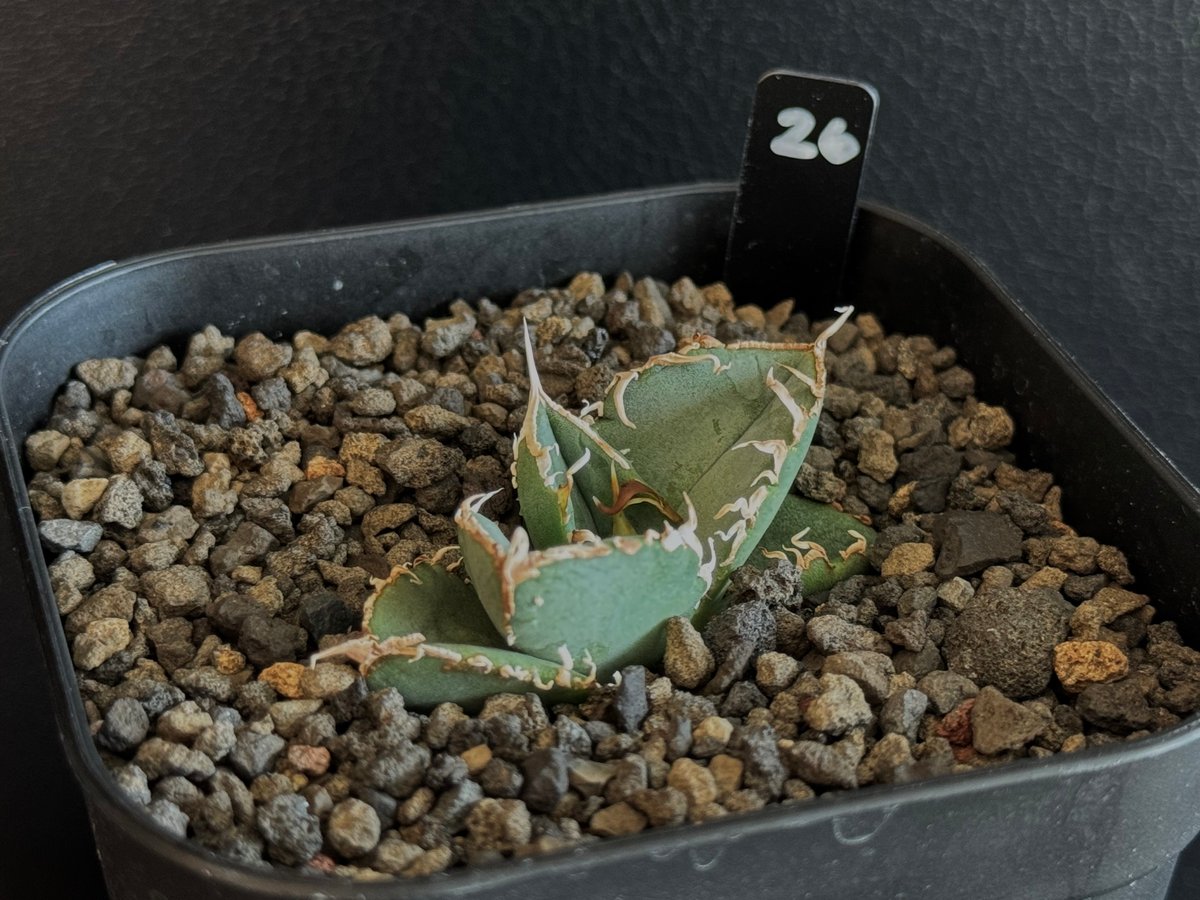 アガベ・チタノタ 繁星(芽)-026|agave titanota star‐studded アガベ・チタノタ 繁星(芽)-026|agave titanota star‐studded