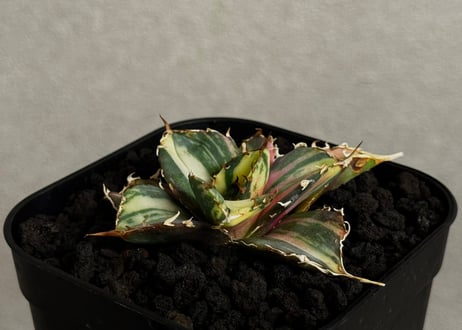 Plus_Plants STORE