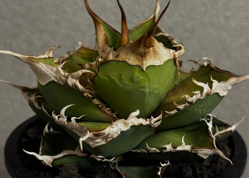 アガベ・チタノタ 緑幽霊(中)-010｜agave titanota green ghost