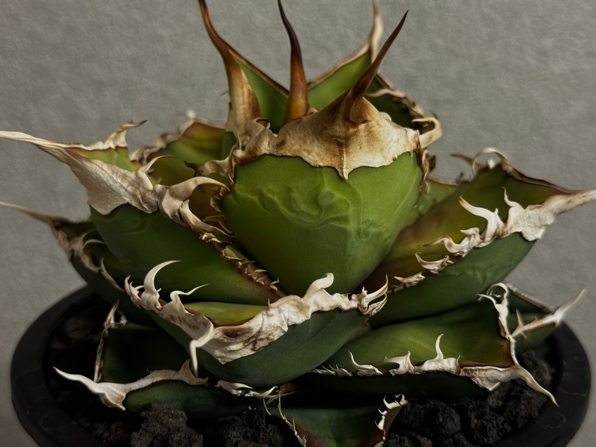 アガベ・チタノタ 緑幽霊(中)-010｜agave titanota green ghost