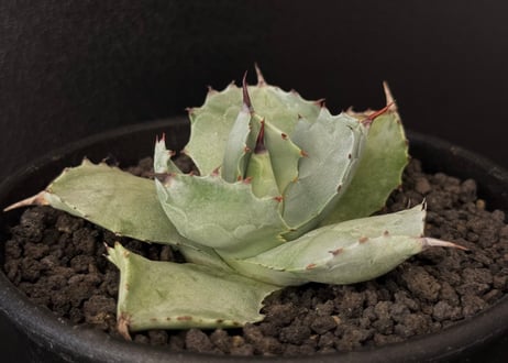 CATEGORY agave isthmensis｜白銀甲蟹 | Plus_Plants STORE
