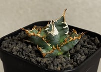 アガベ・チタノタ ビースト-001（芽）｜agave titanota beast | Plu