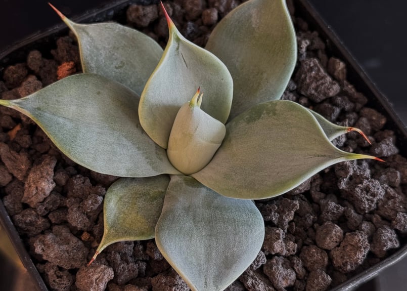 アガベ・一本刺｜（芽）-002｜ agave isthmensis inermis | Plu