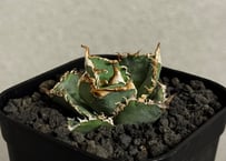 アガベチタノタ メガロドン  巨歯鯊　No.80 アガベ チタノタ 巨歯鯊 メガロドン 強刺 厳選株 美株 特選株 - メルカリ