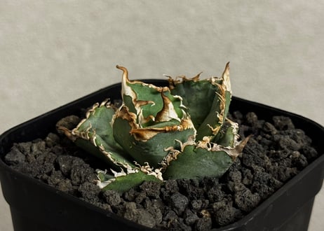 アガベ・チタノタ LQH_火（芽）-003｜agave titanota mars
