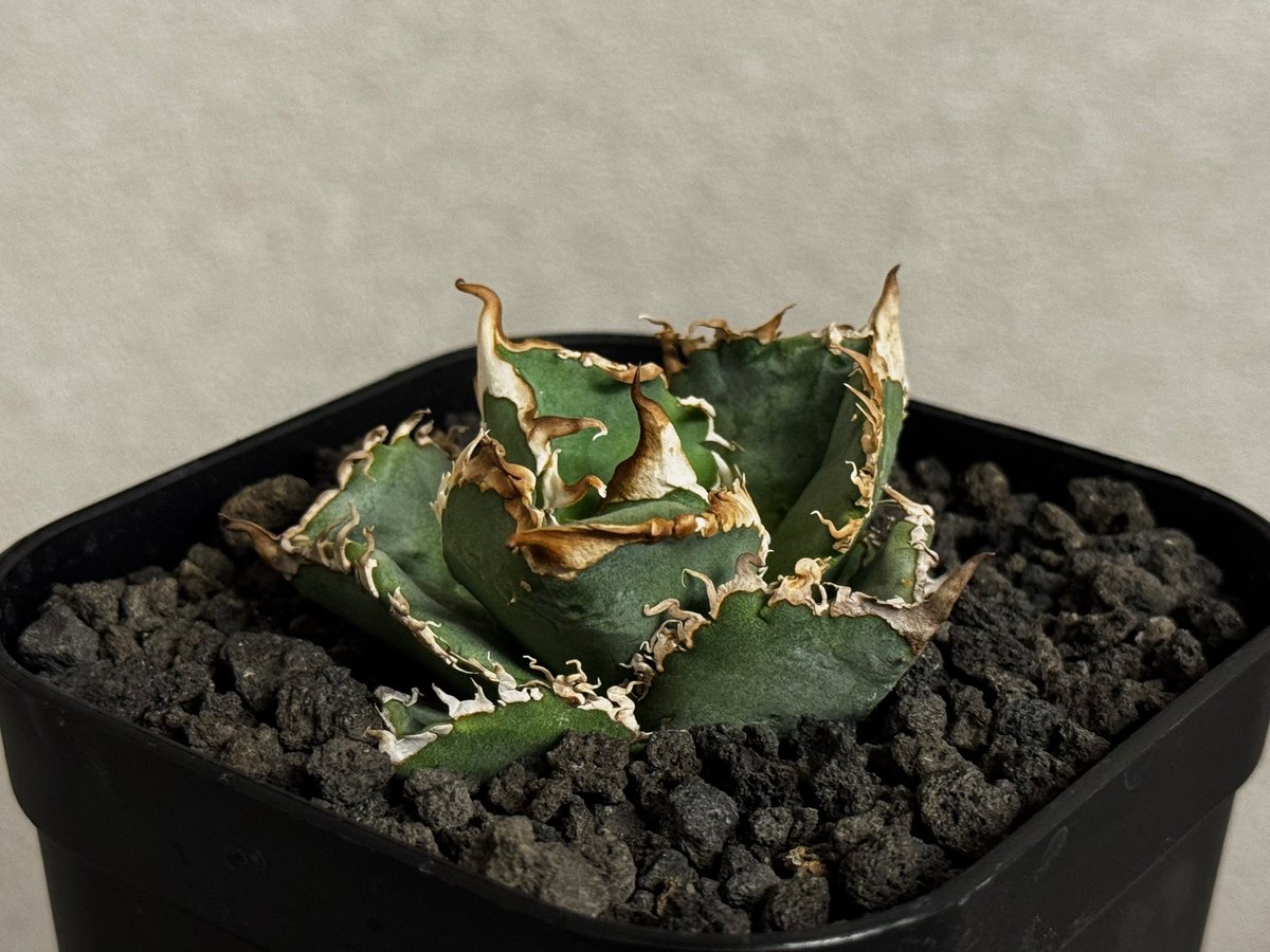 アガベ チタノタ Mars 親株 アガベ・チタノタ LQH_火（芽）-003｜agave titanota mars | Plu