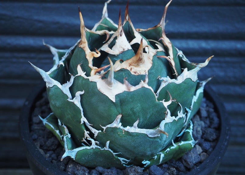 アガベ・チタノタ白鯨(ボールタイプ)中-018|agave titanota アガベ・チタノタ白鯨(ボールタイプ)中-018|agave titanota