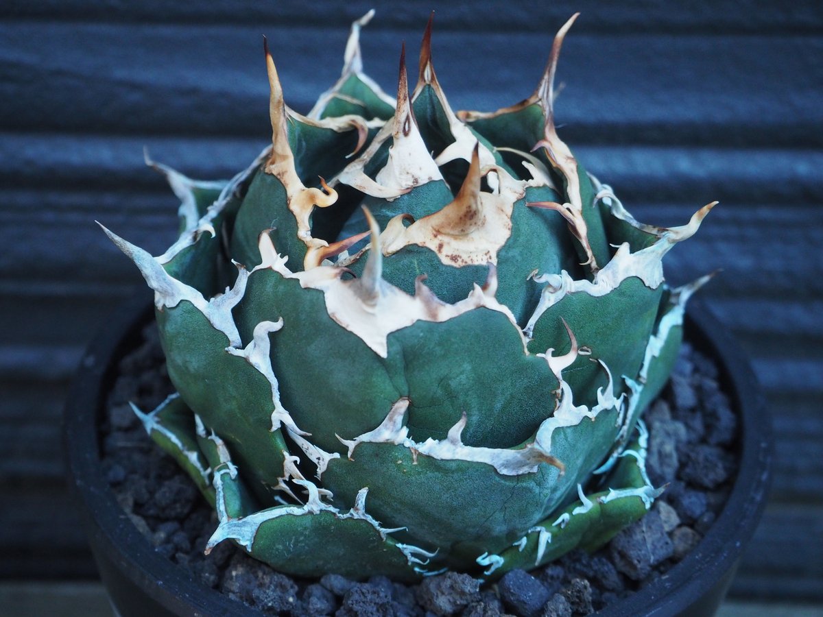 ボール型　白鯨　子株　山盛り　Agave titanota