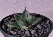 アガベ・チタノタ 姫厳竜白中斑（小株）-001｜agave titanota
