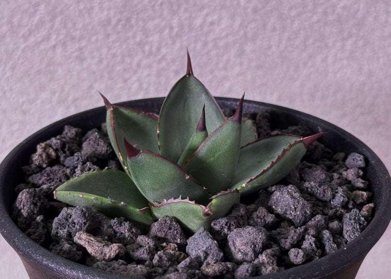 アガベ笹の雪 victoriaereginae アガベ 笹の雪 005 – linkplants -リンクプランツ-