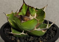 アガベ・チタノタ 鰐亀（芽）-001｜agave titanota alligator sna