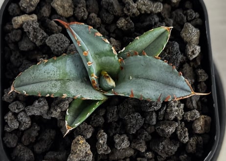 アガベ・チタノタブルー選抜/L18（芽）-007｜agave titanotablue_L18