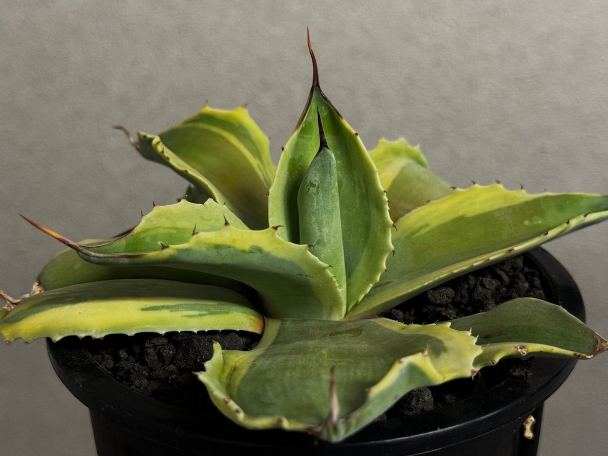 アガベ・オバティフォリア（オルカ）｜（芽）-004｜ agave ovatifolia